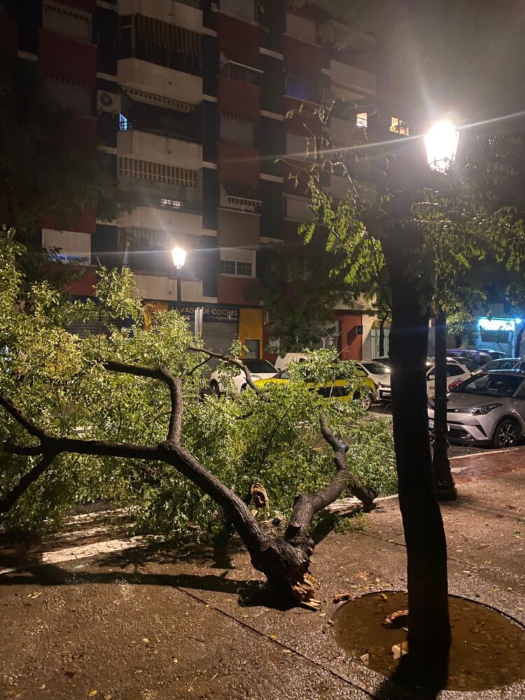 Las lluvias de este fin de semana llenan la ciudad de árboles y ramas caídas