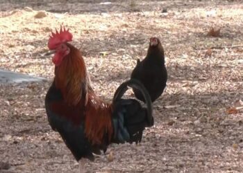 Caos en Torrevieja: 700 gallinas campan por las calles y 30 aparecen muertas por envenenamiento