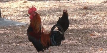 Caos en Torrevieja: 700 gallinas campan por las calles y 30 aparecen muertas por envenenamiento