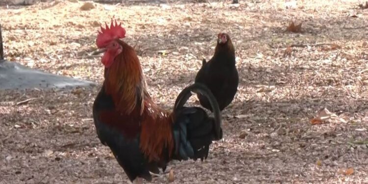 Caos en Torrevieja: 700 gallinas campan por las calles y 30 aparecen muertas por envenenamiento 1 Caos en Torrevieja: 700 gallinas campan por las calles y 30 aparecen muertas por envenenamiento