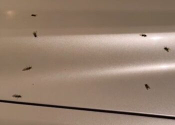 Hormigas voladoras toman calles y coches en Valencia tras las lluvias torrenciales: “En entornos rurales puede ser espectacular”