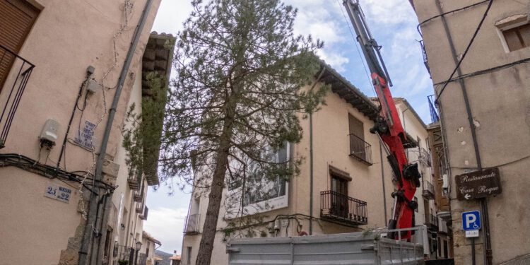 Morella planta el árbol de Navidad en Cinc Cantons y se prepara para el encendido de las luces el 5 de diciembre 1 Morella planta el árbol de Navidad en Cinc Cantons y se prepara para el encendido de las luces el 5 de diciembre