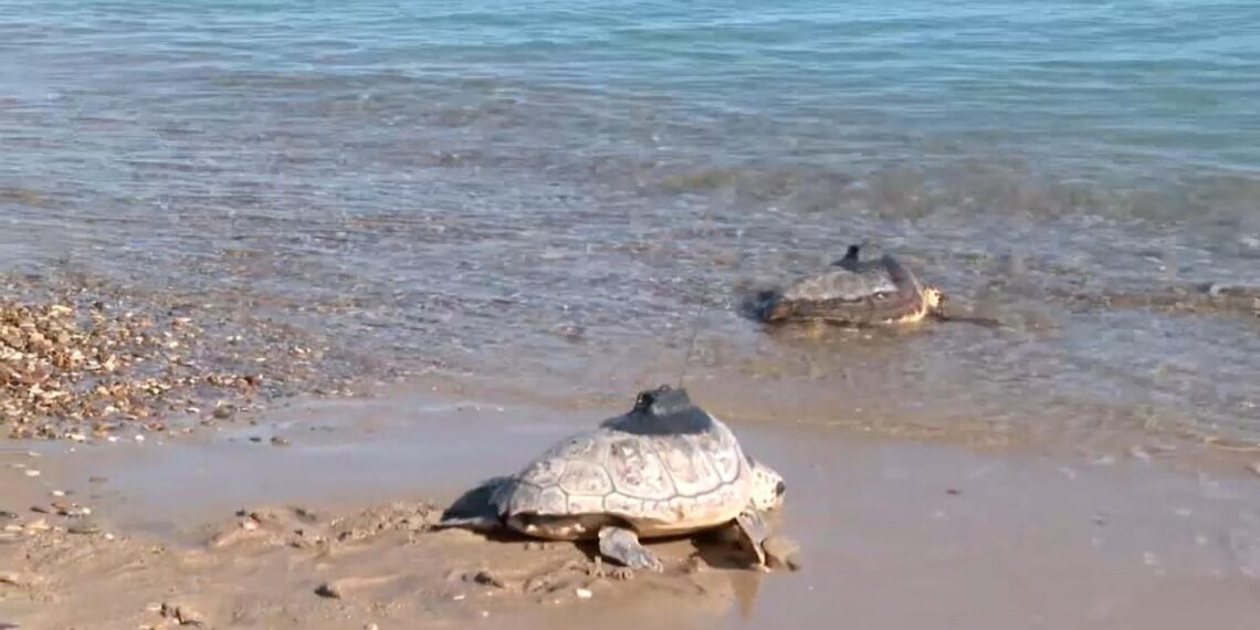 Bombai, Vicco y Danny Ocean participan en una suelta de tortugas marinas en Valencia 1 Bombai, Vicco y Danny Ocean participan en una suelta de tortugas marinas en Valencia