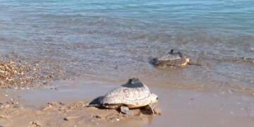 Bombai, Vicco y Danny Ocean participan en una suelta de tortugas marinas en Valencia