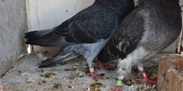 La Guardia Civil recupera en Almazora 9 palomos deportivos