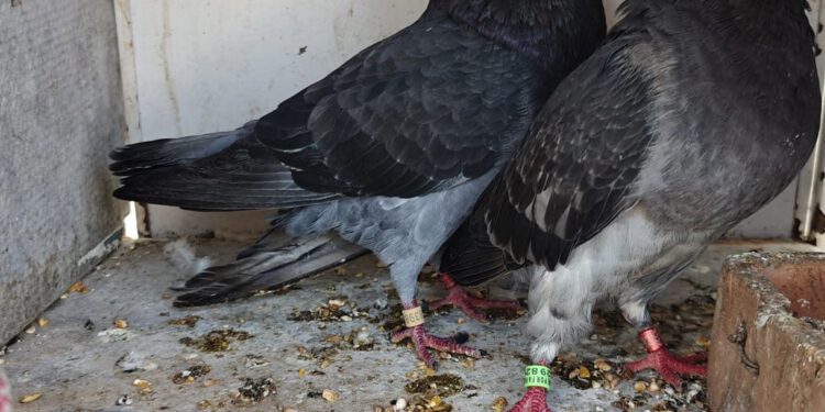 La Guardia Civil recupera en Almazora 9 palomos deportivos