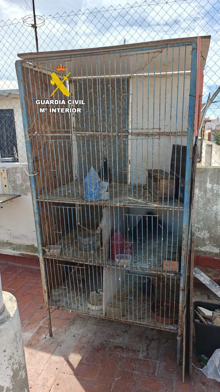 La Guardia Civil recupera en Almazora 9 palomos deportivos sustraídos en Picassent