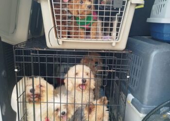 Desmantelado un posible criadero ilegal de perros en Quatre Carreres, Valencia 14 Desmantelado un posible criadero ilegal de perros en Quatre Carreres, Valencia