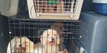Desmantelado un posible criadero ilegal de perros en Quatre Carreres, Valencia