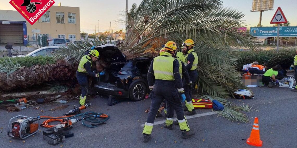 Tragedia en la CV-905: Una palmera infestada de picudo rojo causa la muerte de un joven de 22 años en Torrevieja