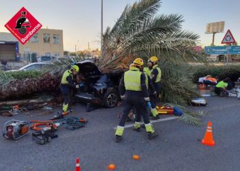 Tragedia en la CV-905: Una palmera infestada de picudo rojo causa la muerte de un joven de 22 años en Torrevieja