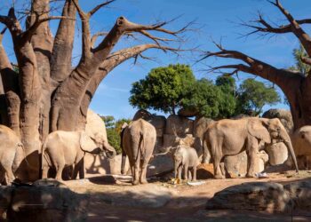 Fiesta de cumpleaños “enorme” en BIOPARC Valencia por los tres años de la elefanta Makena