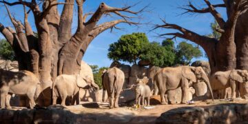 Fiesta de cumpleaños “enorme” en BIOPARC Valencia por los tres años de la elefanta Makena