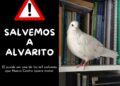 Organizaciones animalistas denuncian la matanza de palomas autorizada en Valencia y lanzan una recogida de firmas para salvar a "Alvarito"