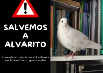 Organizaciones animalistas denuncian la matanza de palomas autorizada en Valencia y lanzan una recogida de firmas para salvar a "Alvarito"