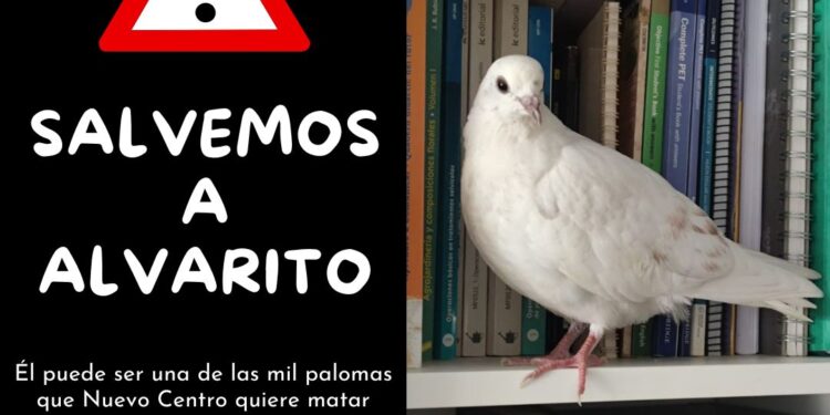 Organizaciones animalistas denuncian la matanza de palomas autorizada en Valencia y lanzan una recogida de firmas para salvar a "Alvarito" 1 Organizaciones animalistas denuncian la matanza de palomas autorizada en Valencia y lanzan una recogida de firmas para salvar a "Alvarito"
