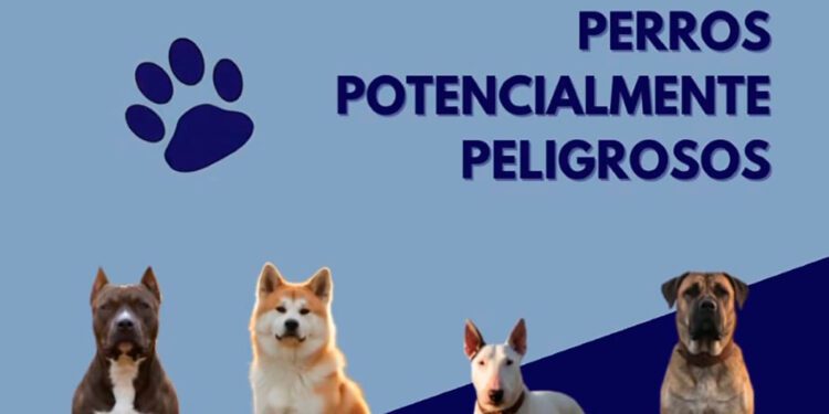 Campaña de la Policía Local de Sagunto sobre perros de razas peligrosas 1 Campaña de la Policía Local de Sagunto sobre perros de razas peligrosas