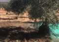 Merma del 30% en la producción de aceitunas en Valencia y Castellón según las previsiones de AVA Asaja 10 merma del 30% en la producción de aceitunas en Valencia y Castellón