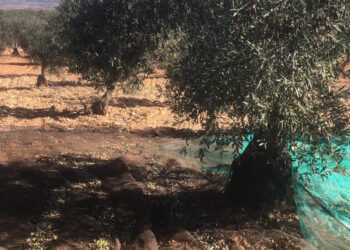 Merma del 30% en la producción de aceitunas en Valencia y Castellón según las previsiones de AVA Asaja 14 merma del 30% en la producción de aceitunas en Valencia y Castellón