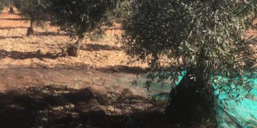 merma del 30% en la producción de aceitunas en Valencia y Castellón