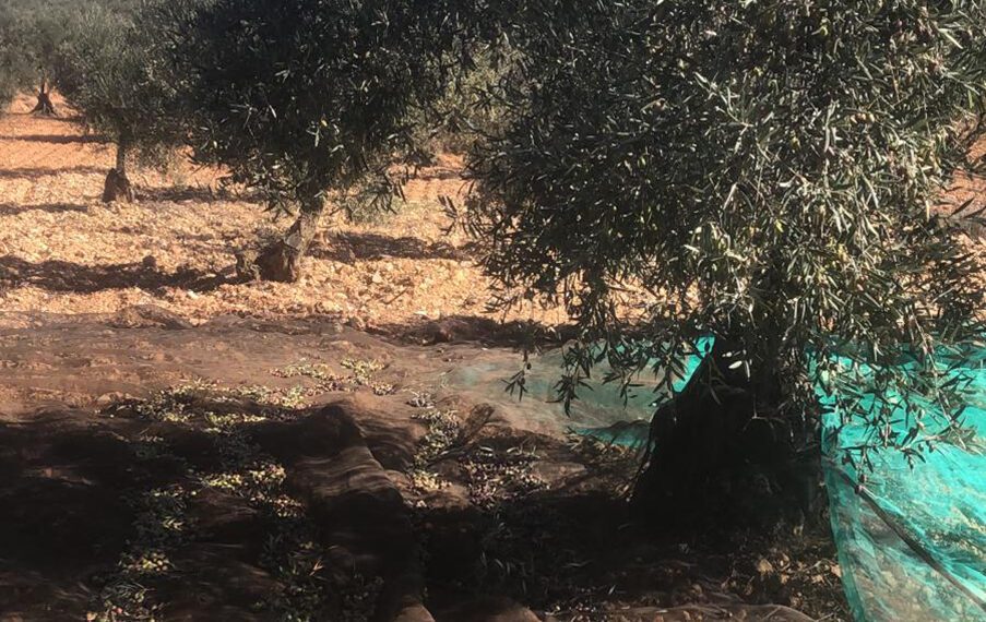 merma del 30% en la producción de aceitunas en Valencia y Castellón