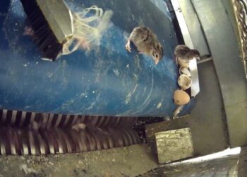 Una investigación destapa la matanza de pollitos en una incubadora francesa y reabre el debate sobre la industria ganadera 14 couvoir enquete l214 broyage pintadeaux pintade X3 scaled 1