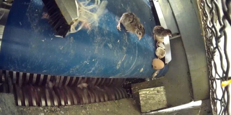 VIDEO: Una investigación destapa la matanza de pollitos en una incubadora francesa y reabre el debate sobre la industria ganadera 1 couvoir enquete l214 broyage pintadeaux pintade X3 scaled 1
