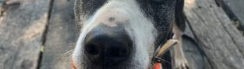Este domingo BIOPARC Valencia acogerá la edición más emotiva del Desfile de perros en busca de un hogar