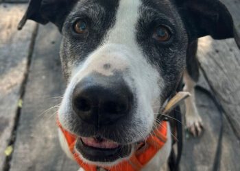 Este domingo BIOPARC Valencia acogerá la edición más emotiva del Desfile de perros en busca de un hogar