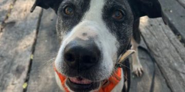 Este domingo BIOPARC Valencia acogerá la edición más emotiva del Desfile de perros en busca de un hogar