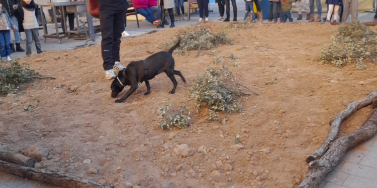 Chelva celebra este sábado su IV Feria de la Trufa Valenciana
