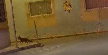 Un zorro visto por el Barrio del Raval en Cullera
