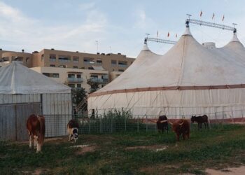 🎪 El Circ de Nadal Abre sus Puertas en Valéncia: ¡Doble Estreno por Santa Lucía! 14 🎪 El Circ de Nadal Abre sus Puertas en Valéncia: ¡Doble Estreno por Santa Lucía!