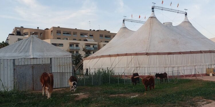 🎪 El Circ de Nadal Abre sus Puertas en Valéncia: ¡Doble Estreno por Santa Lucía! 1 🎪 El Circ de Nadal Abre sus Puertas en Valéncia: ¡Doble Estreno por Santa Lucía!