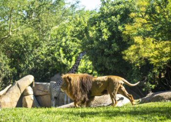 BIOPARC Valencia comienza diciembre con BIONadal, la promoción “con causa” comprometida con la biodiversidad