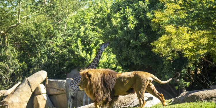 BIOPARC Valencia comienza diciembre con BIONadal, la promoción “con causa” comprometida con la biodiversidad
