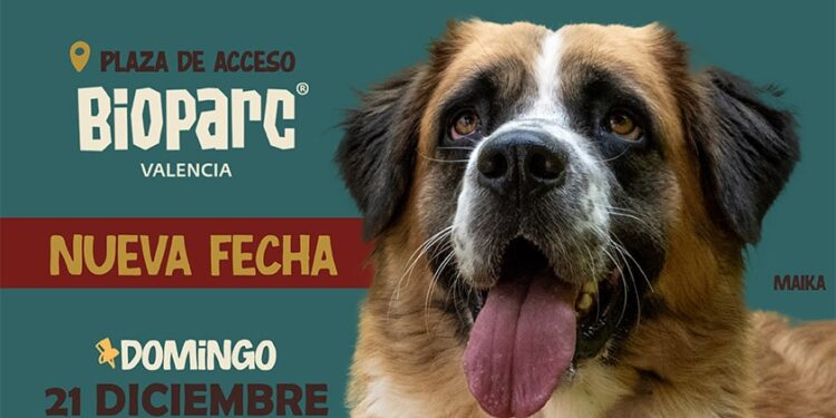 Aplazado el desfile de perros por previsión de lluvias al domingo 21 de diciembre 1 Aplazado el desfile de perros por previsión de lluvias al domingo 21 de diciembre