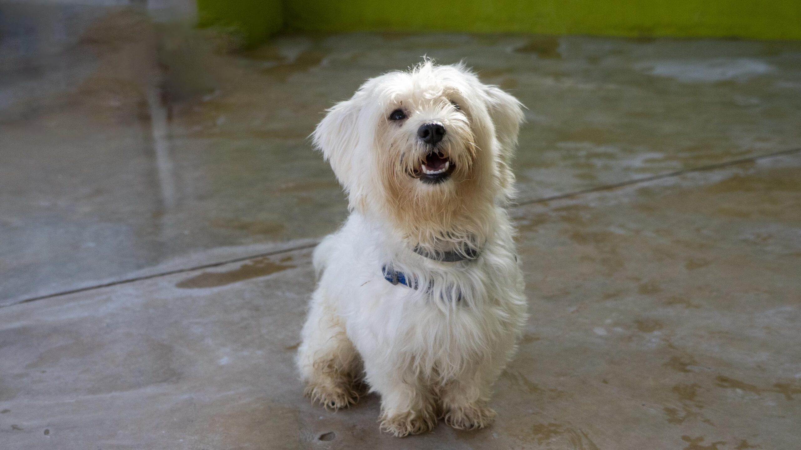 Este domingo BIOPARC Valencia acogerá la edición más emotiva del Desfile de perros en busca de un hogar 2 Peque AUPA Ya adoptado scaled