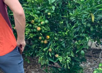 De la promoción “ Las manchitas del plátano” al “look vintage de conselleria” 14 De la promoción “ Las manchitas del plátano” al “look vintage de conselleria”