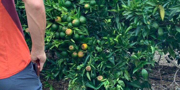 De la promoción “ Las manchitas del plátano” al “look vintage de conselleria” 1 De la promoción “ Las manchitas del plátano” al “look vintage de conselleria”