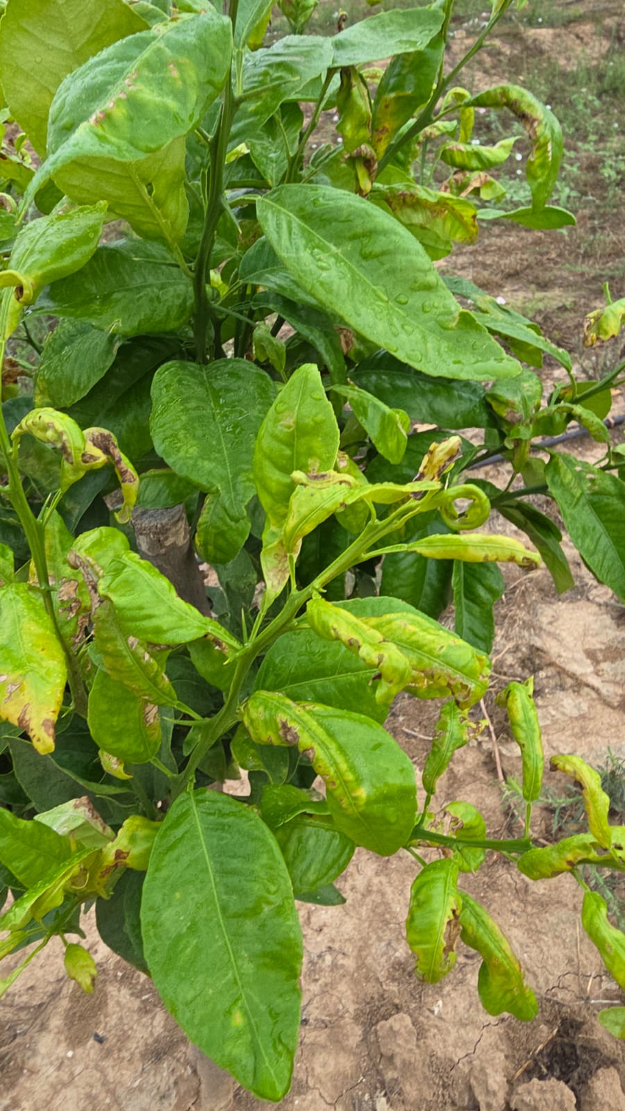 Las 12 campanadas del campo: El año en que Europa dejó de ser una promesa y se convirtió en nuestra prisión 5 WhatsApp Image 2025 12 21 at 20.03.06