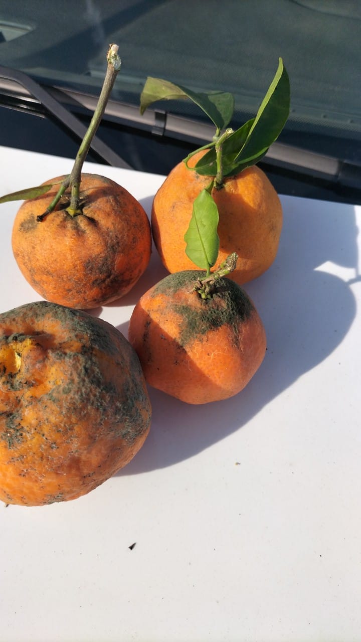 Las 12 campanadas del campo: El año en que Europa dejó de ser una promesa y se convirtió en nuestra prisión 2 WhatsApp Image 2025 12 21 at 20.03.061