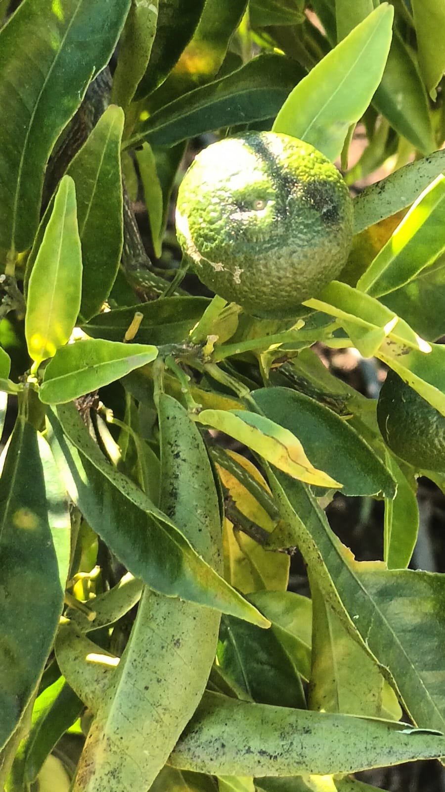 Las 12 campanadas del campo: El año en que Europa dejó de ser una promesa y se convirtió en nuestra prisión 4 WhatsApp Image 2025 12 21 at 20.03.063