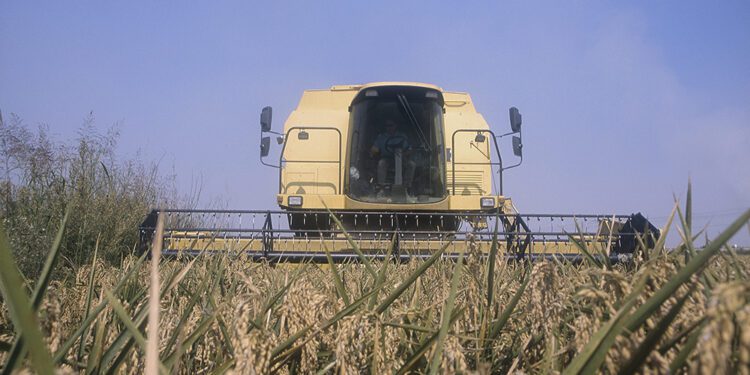 AVA-ASAJA denuncia que el resultado del trílogo sobre el GSP "sentencia a muerte" al sector arrocero europeo