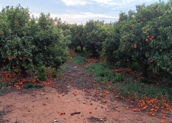 AVA-ASAJA denuncia una cascada de incumplimientos en contratos de cítricos y caquis