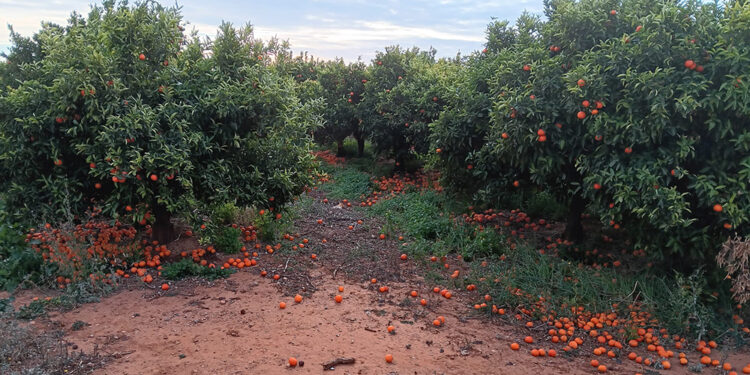 AVA-ASAJA denuncia una cascada de incumplimientos en contratos de cítricos y caquis 1 AVA-ASAJA denuncia una cascada de incumplimientos en contratos de cítricos y caquis