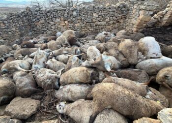 Masacre silenciosa en Aras de los Olmos: 122 ovejas mueren asfixiadas por el pánico ante la fauna salvaje