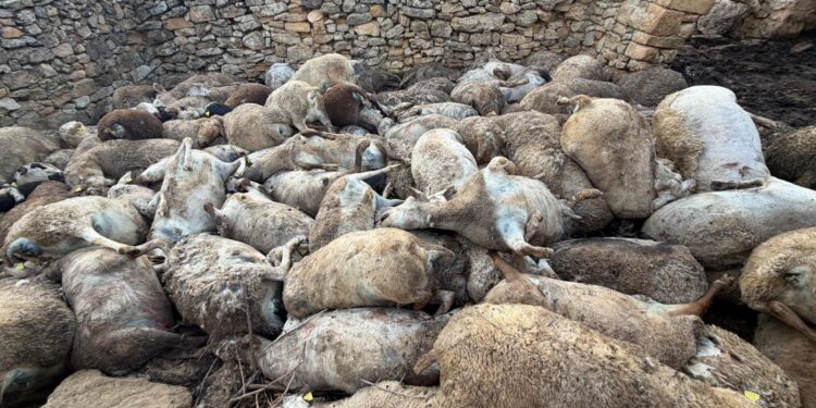 Masacre silenciosa en Aras de los Olmos: 122 ovejas mueren asfixiadas por el pánico ante la fauna salvaje