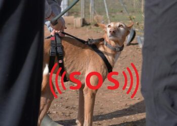 Los animales abandonados de Valéncia en grave riesgo de caer en manos de investigados por maltrato animal 14 Los animales abandonados de Valéncia en grave riesgo de caer en manos de investigados por maltrato animal