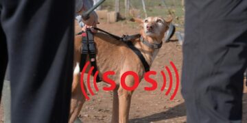 Los animales abandonados de Valéncia en grave riesgo de caer en manos de investigados por maltrato animal